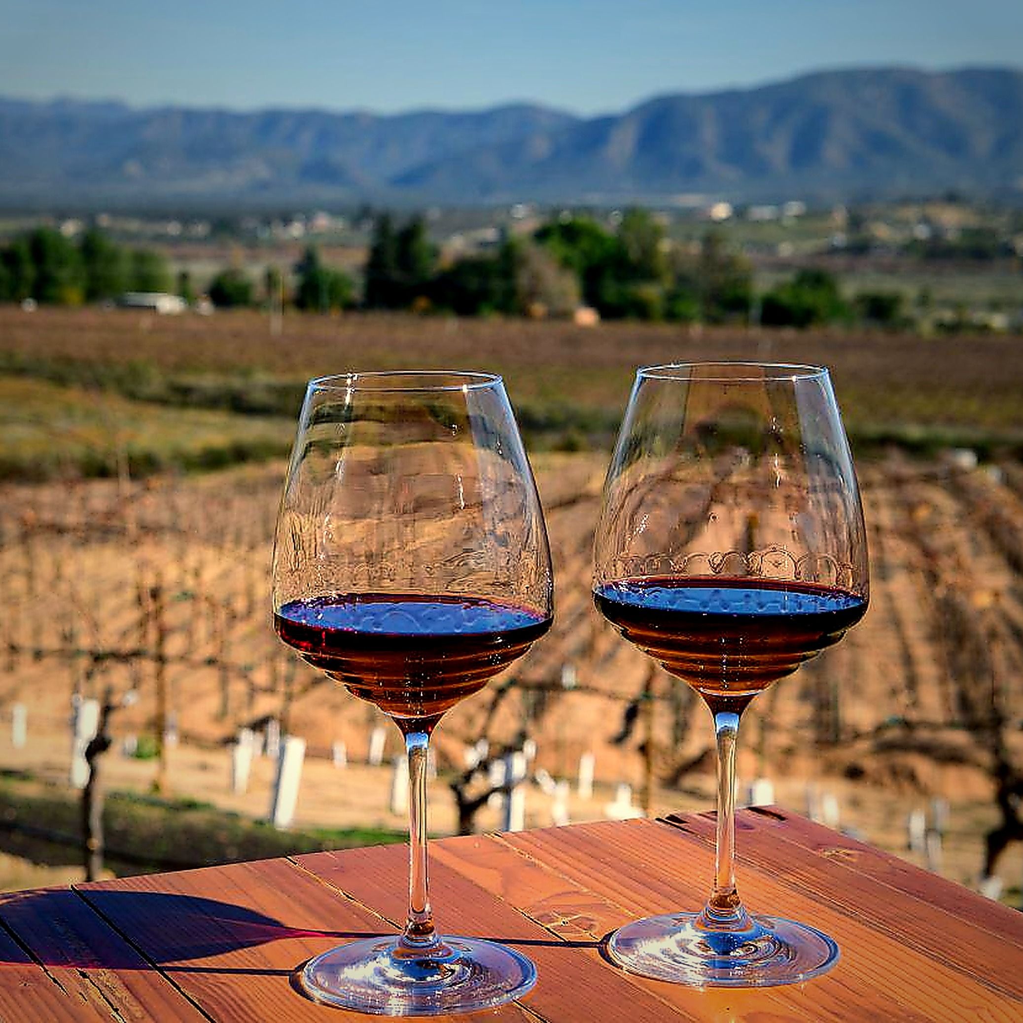 Wine tasting in Valle de Guadalupe